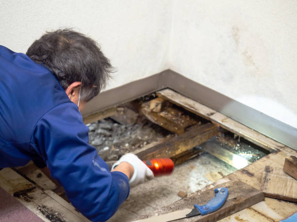 Best Best Mold Removal Companies  in Augusta, KS