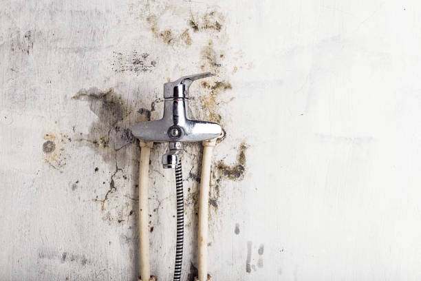 Professional Mold Removal in Augusta, KS