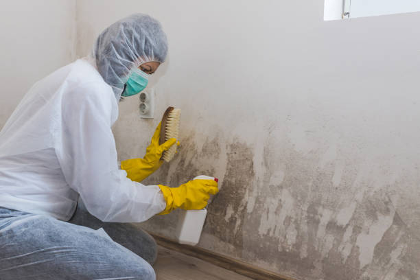 Best Mold Cleaning Services  in Augusta, KS