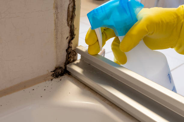 Best Affordable Mold Removal  in Augusta, KS