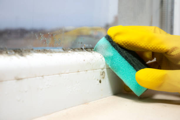 Best Professional Mold Removal  in Augusta, KS