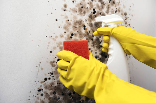 Best Fast Mold Removal  in Augusta, KS
