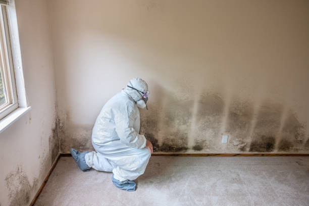 Certified Mold Removal in Augusta, KS